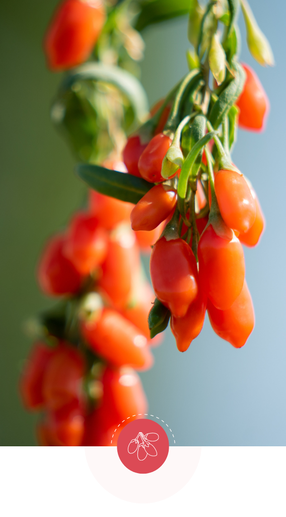 Porträtfoto von Gojibeeren.